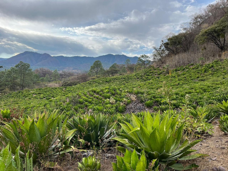Agaves en la montaña