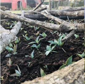 Agaves jóvenes